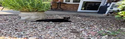 Mixed Breed cats for sale: Kittens  in South Ockendon - Advert 25
