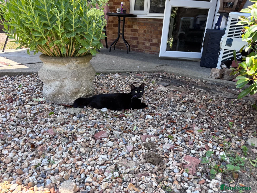 Mixed Breed cats for sale: Kittens  in South Ockendon - Advert 25