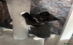 British Shorthair cats for sale: British shorthair tories - Image 4