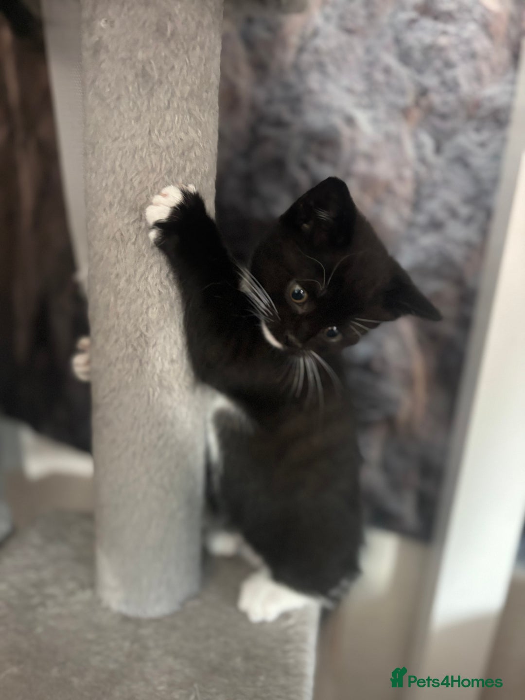 British Shorthair cats for sale: British shorthair tories - Image 4