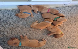 Labrador Retriever dogs for sale: Stunning Fox red Labrador pups - Image 6