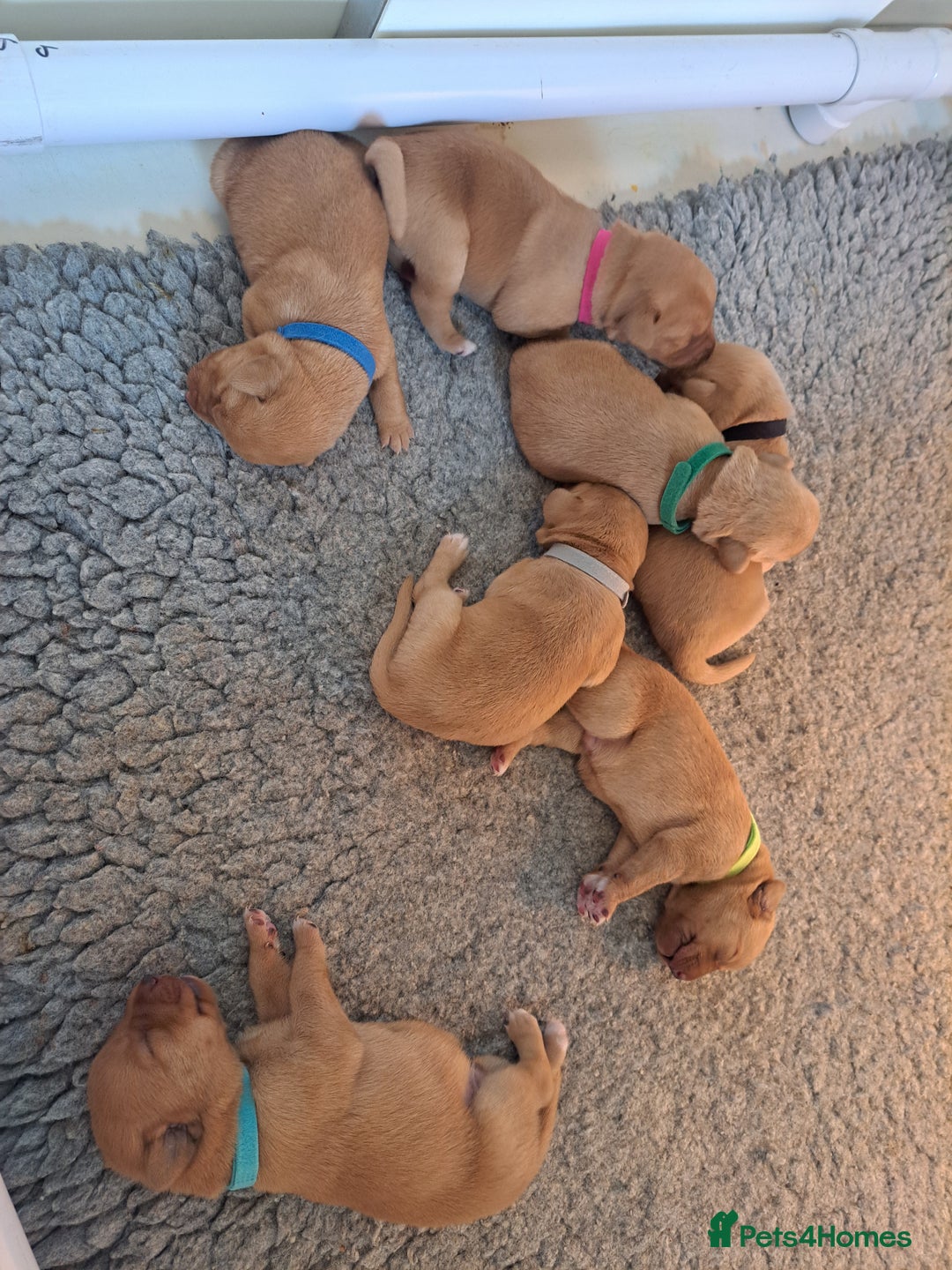 Labrador Retriever dogs for sale: Stunning Fox red Labrador pups - Image 6
