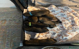 Mixed Breed dogs for sale: Belgium malinois x bull lurcher  - Image 3