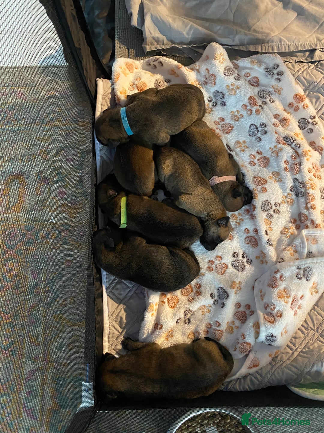 Mixed Breed dogs for sale: Belgium malinois x bull lurcher  - Image 3