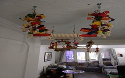 Macaws birds for sale: Blue & Gold Macaw For Sale - Image 5