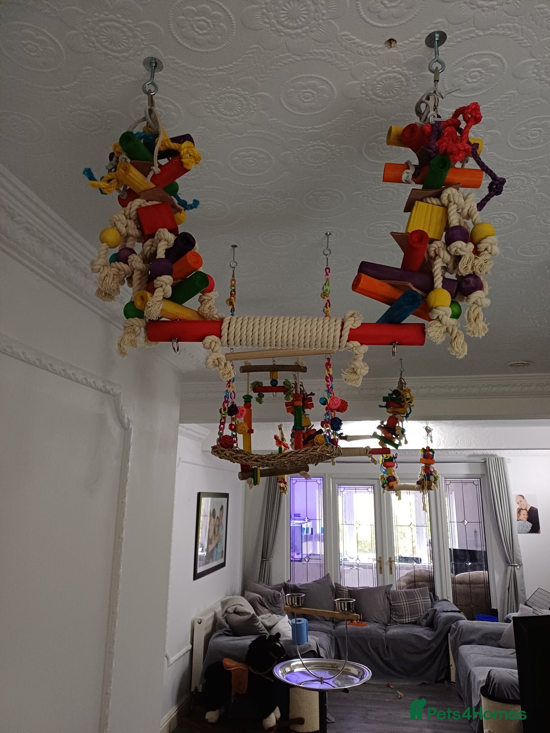 Macaws birds for sale: Blue & Gold Macaw For Sale - Image 5