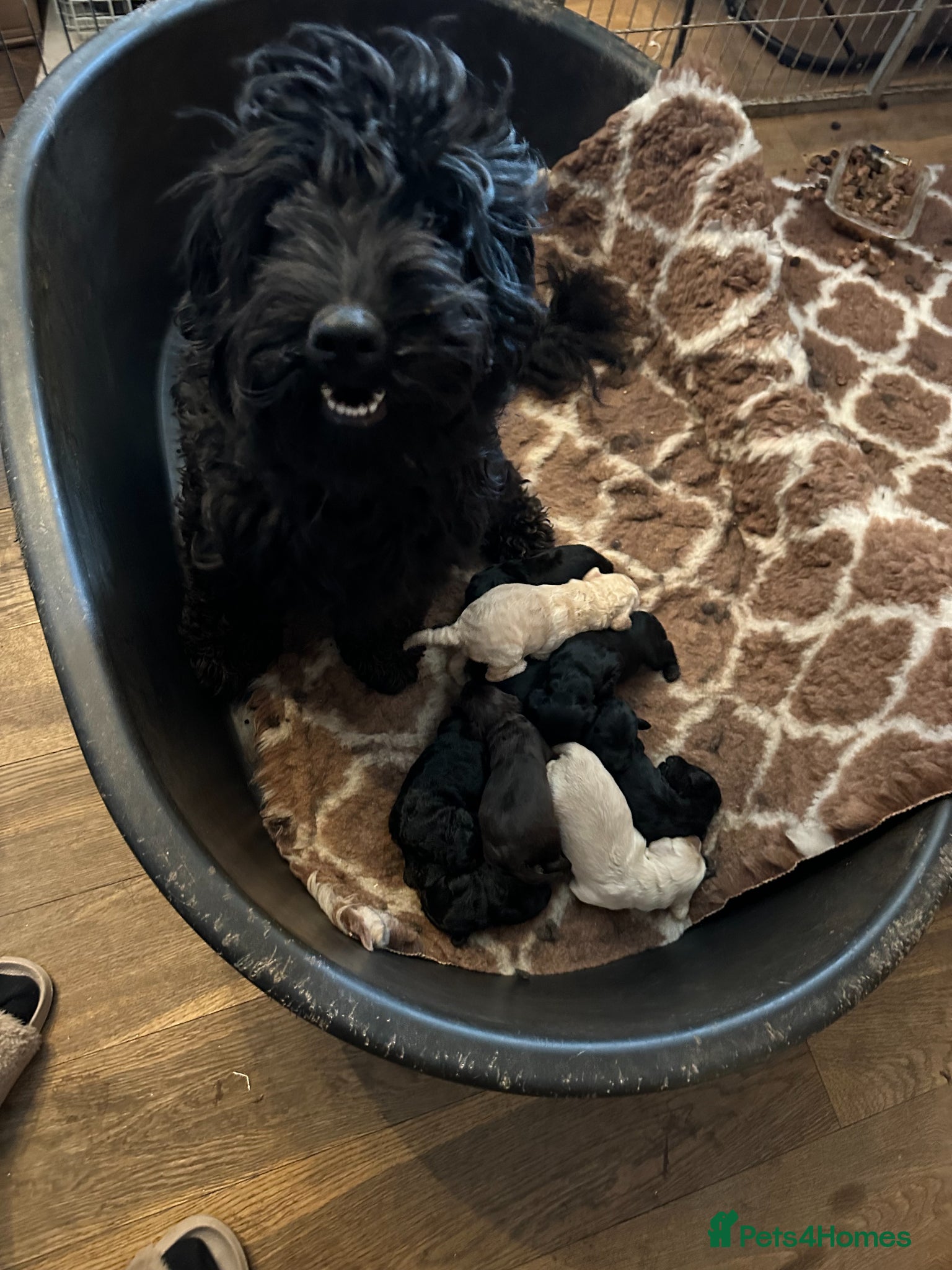 Australian Labradoodle dogs Puppies Ready Now - Advert 11