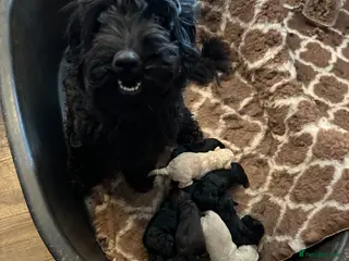 Australian Labradoodle dogs Puppies Ready Now - Advert 11