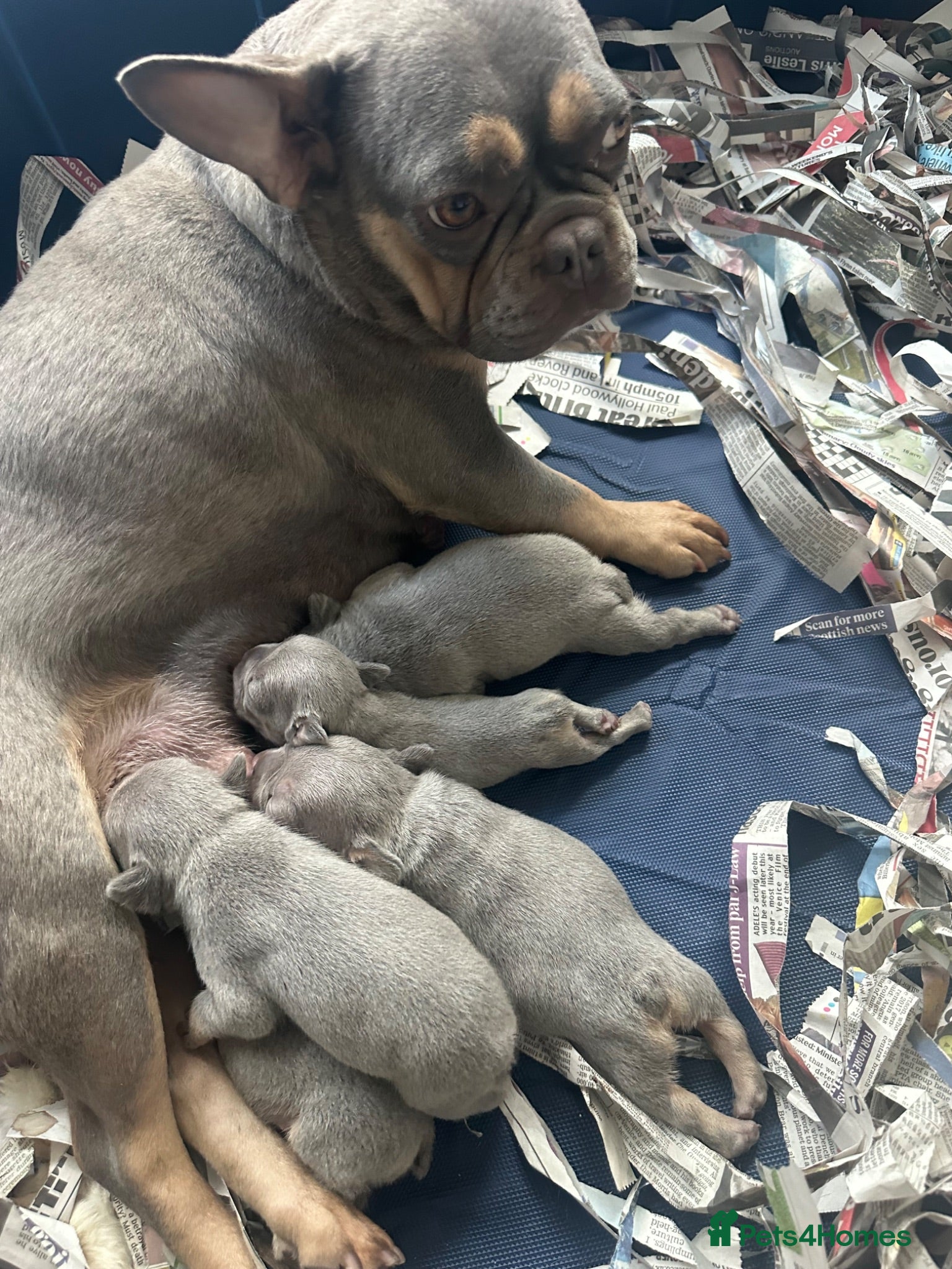French Bulldog dogs French bulldog puppies - Advert 3