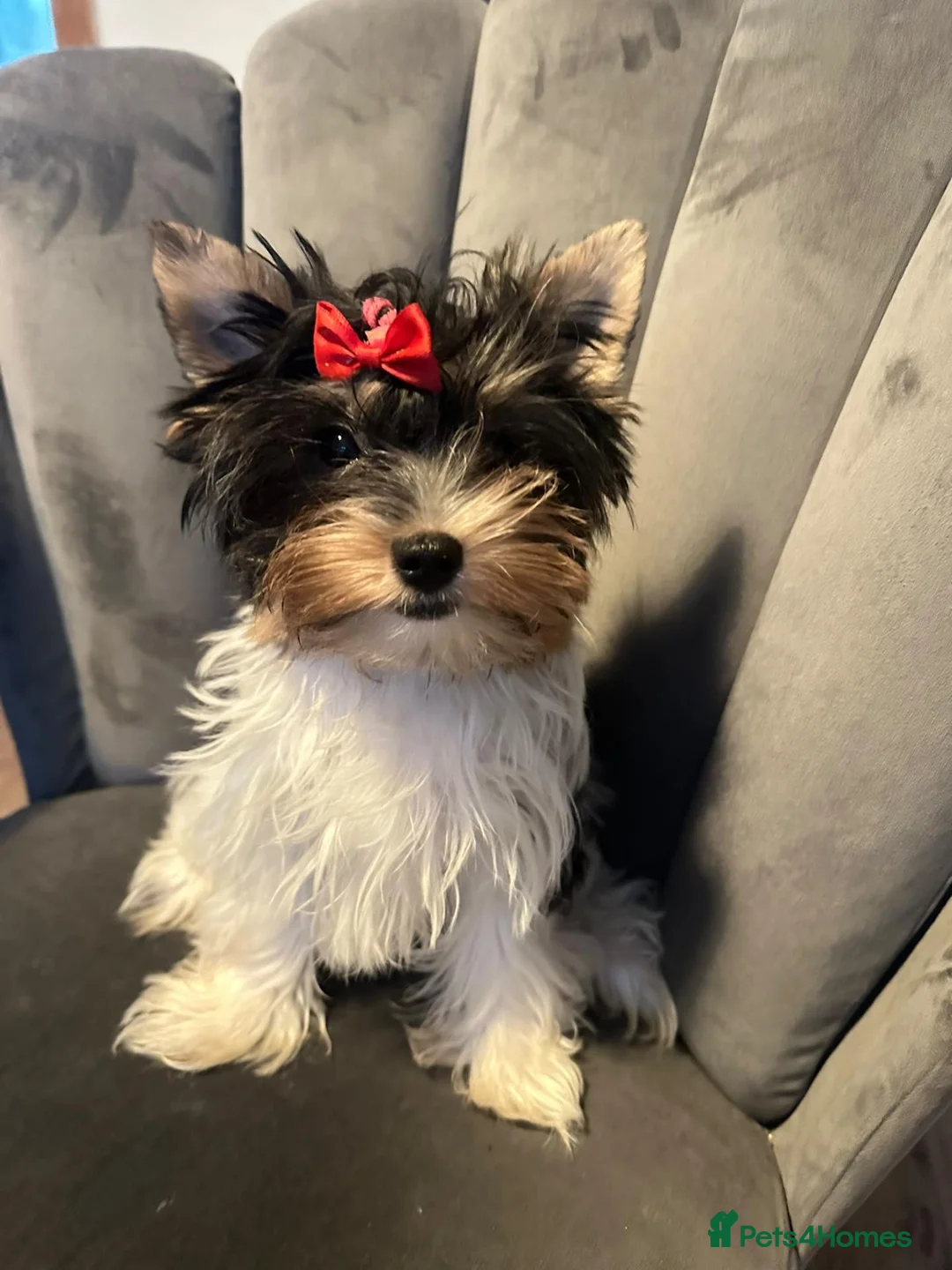Biewer Terrier dogs for sale: Roxy tiny  **  Yorkshire terrier biewer  in Manchester - Advert 4