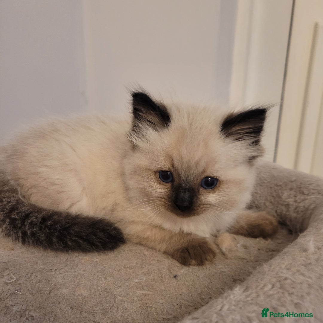 Ragdoll cats for sale: Beautiful Ragdoll kittens - Image 4