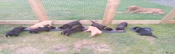 Labrador Retriever dogs for sale: FTCH Sired, K C Reg, Extensively Health Tested - Advert 11