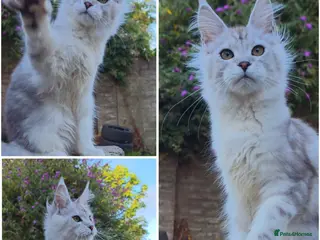 Maine Coon cats ✅✅❤️Show Quality Registered Maine Coon Kittens❤️✅✅ - Advert 12