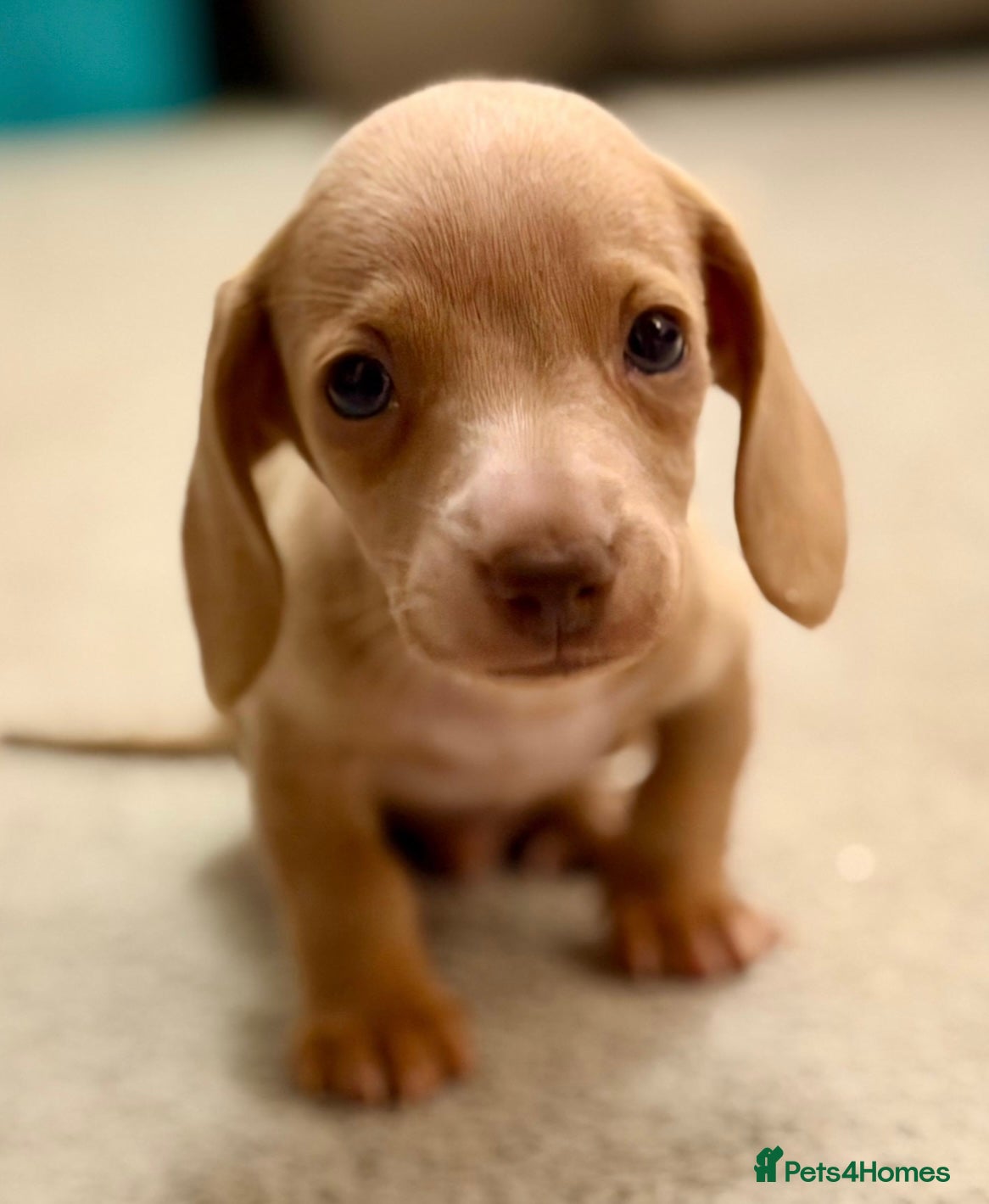 Dachshund dogs Miniature dachshund Puppies for sale  - Advert 1