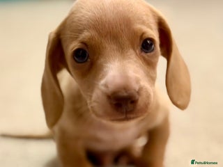 Dachshund dogs Miniature dachshund Puppies for sale - Advert 2