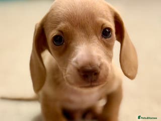 Dachshund dogs Miniature dachshund Puppies for sale - Advert 14