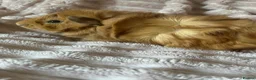 Guinea Pig rodents for sale: Female Guinea Pig - Advert 4