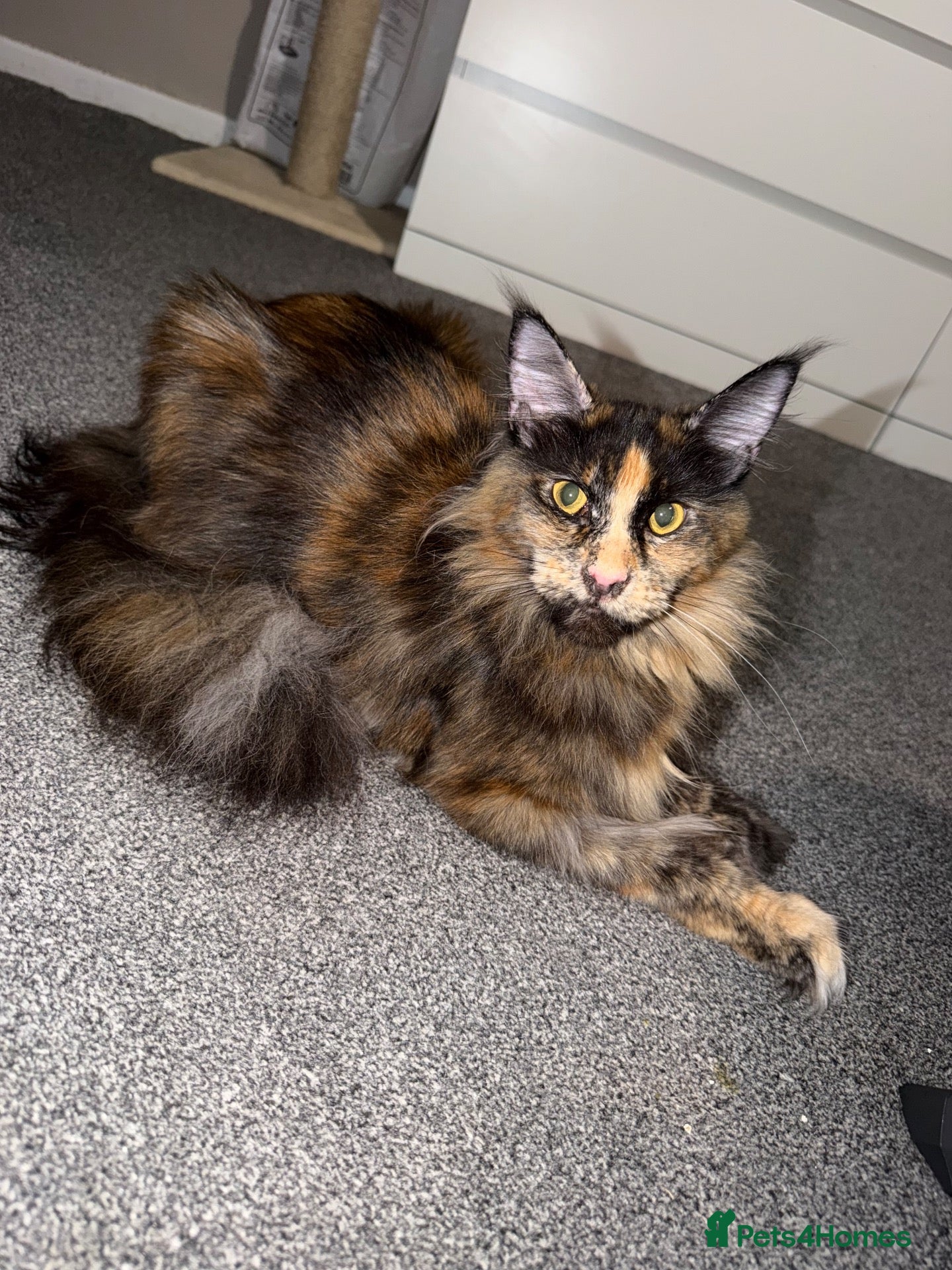 Maine Coon cats for sale: Maine coon kittens TICA REGISTERED  - Advert 4
