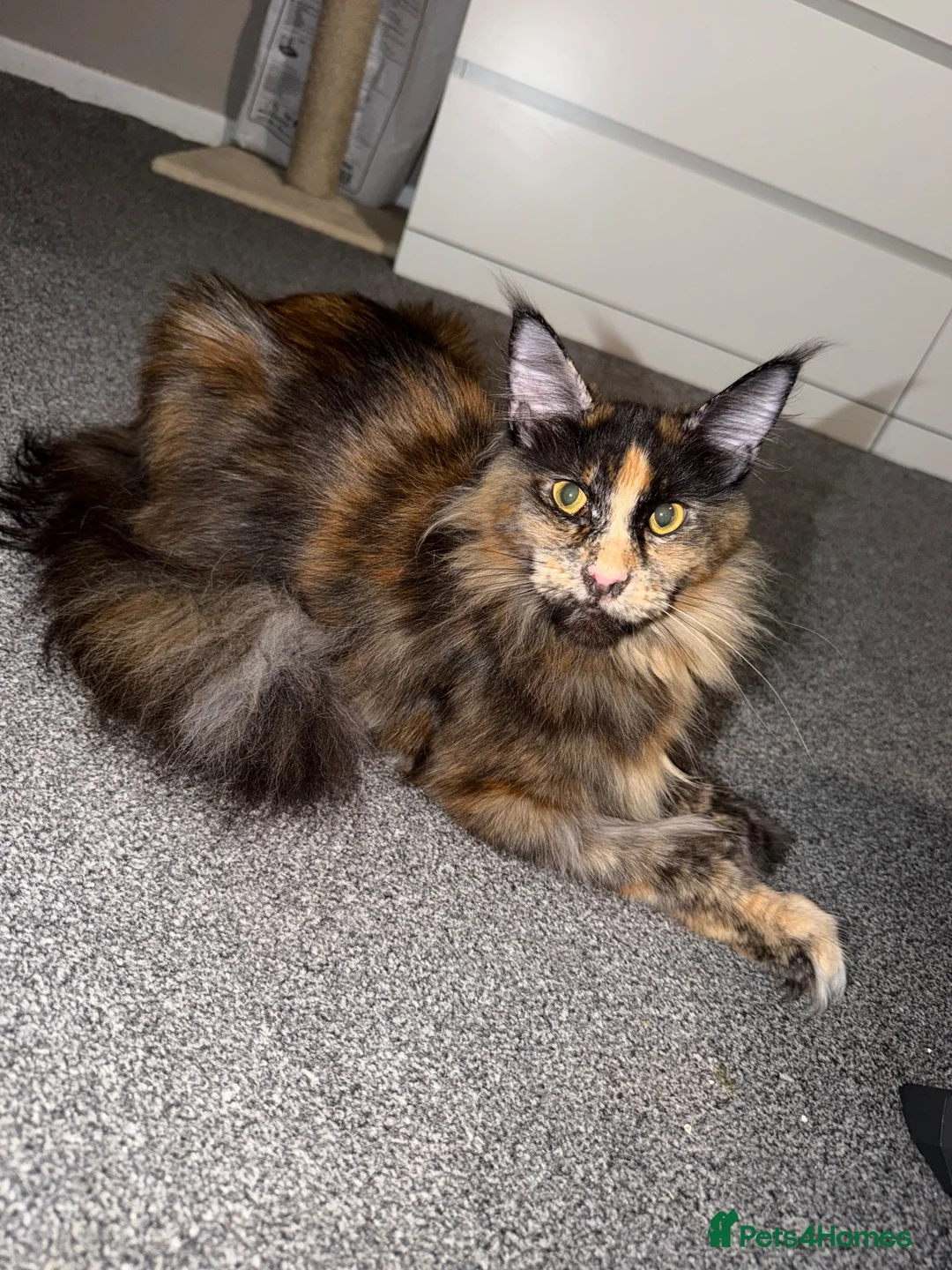 Maine Coon cats for sale: Maine coon kittens TICA REGISTERED  - Advert 7