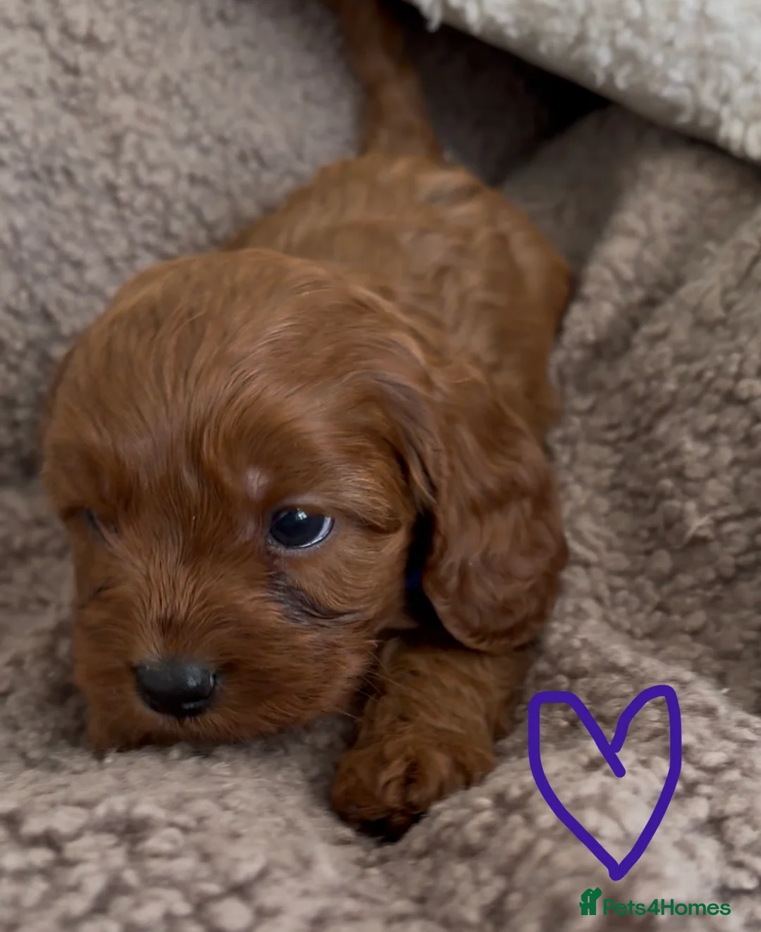 Cavapoo dogs for sale: F1 Cavapoo Puppies 🤎 3 girls, 2 boys 🤎 - Advert 6