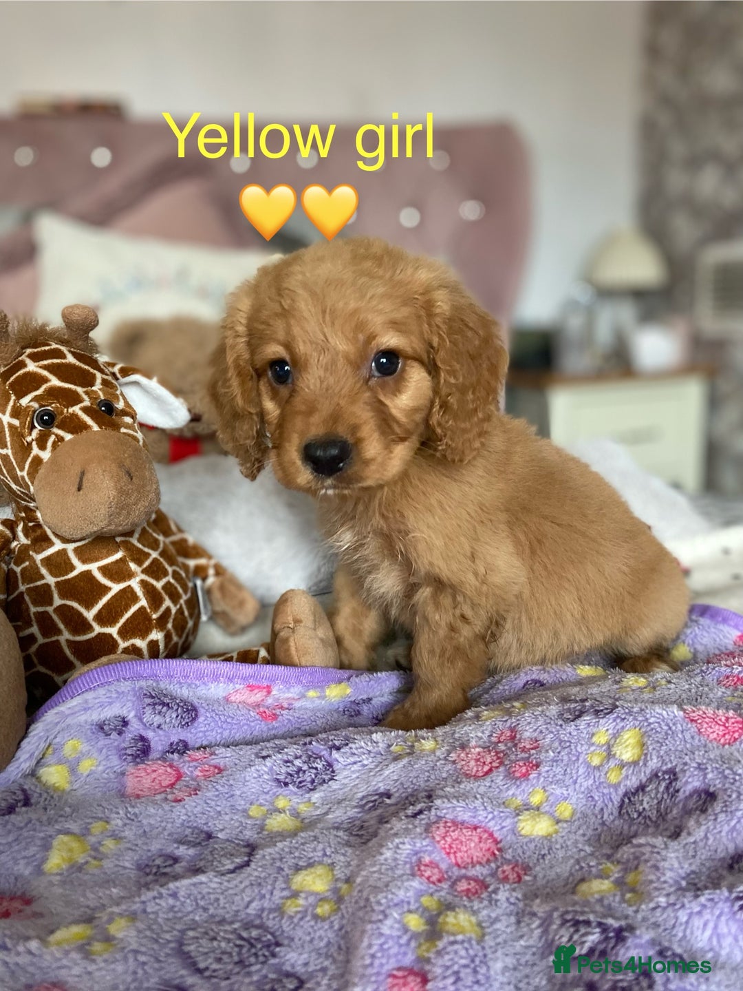 Cockapoo dogs for sale: Cockapoo puppies 💜 - Advert 15