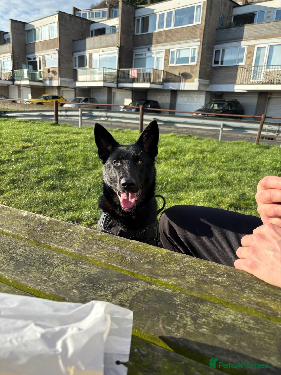 German Shepherd dogs for sale: Female German Shepard - Advert 4