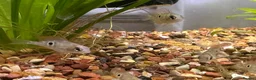Cichlids fish for sale: Ellioti Cichlids fry & babys  - Advert 3