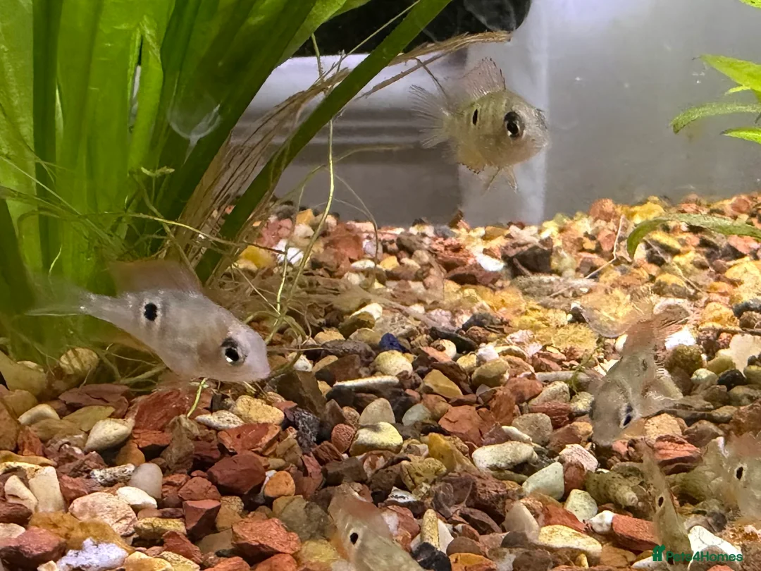 Cichlids fish for sale: Ellioti Cichlids fry & babys  - Advert 3
