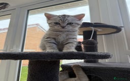 British Shorthair cats for sale: GCCF BSH Chinchilla Rare, Beautiful Kittens - Image 23