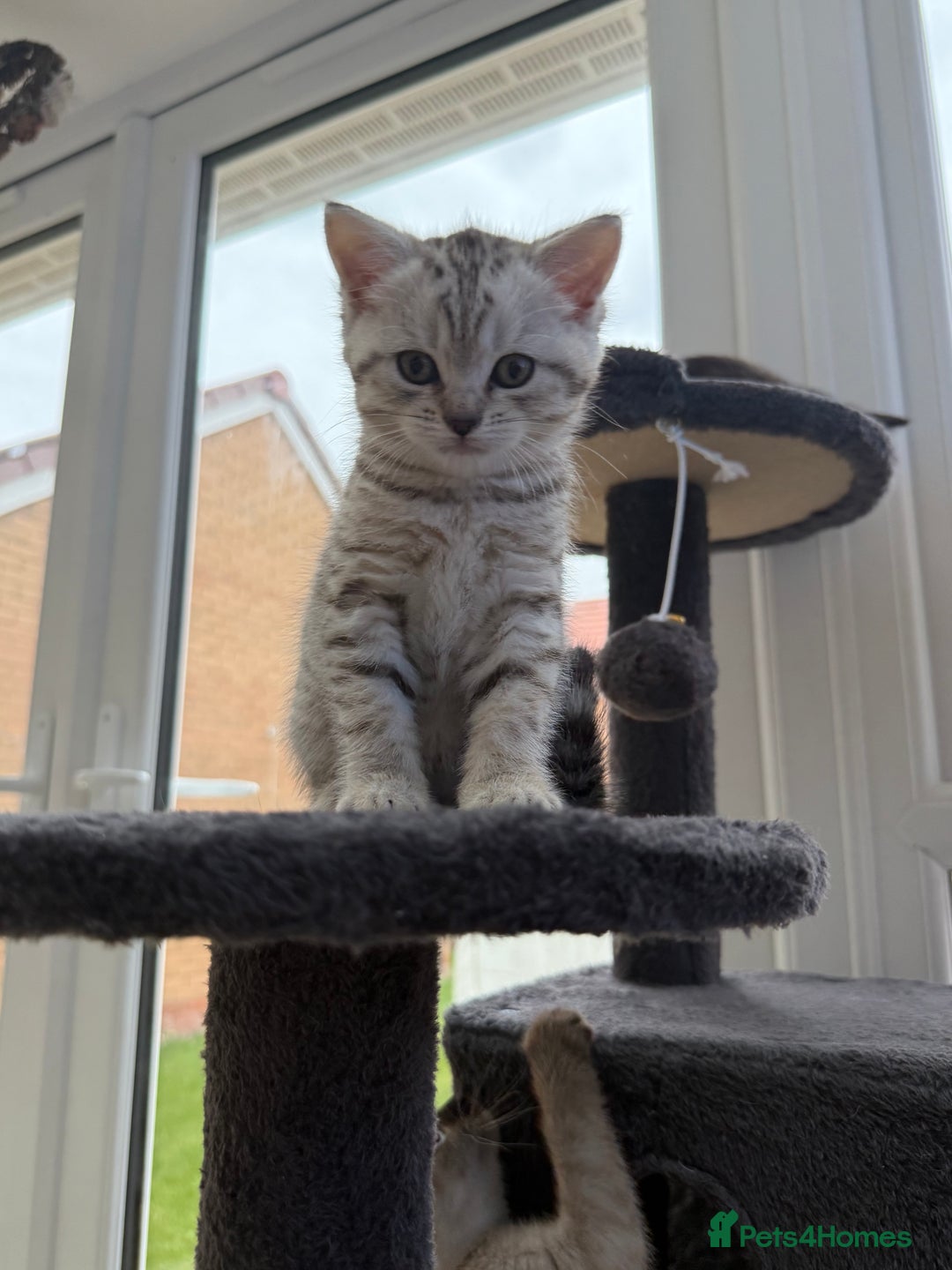 British Shorthair cats for sale: GCCF BSH Chinchilla Rare, Beautiful Kittens - Image 23