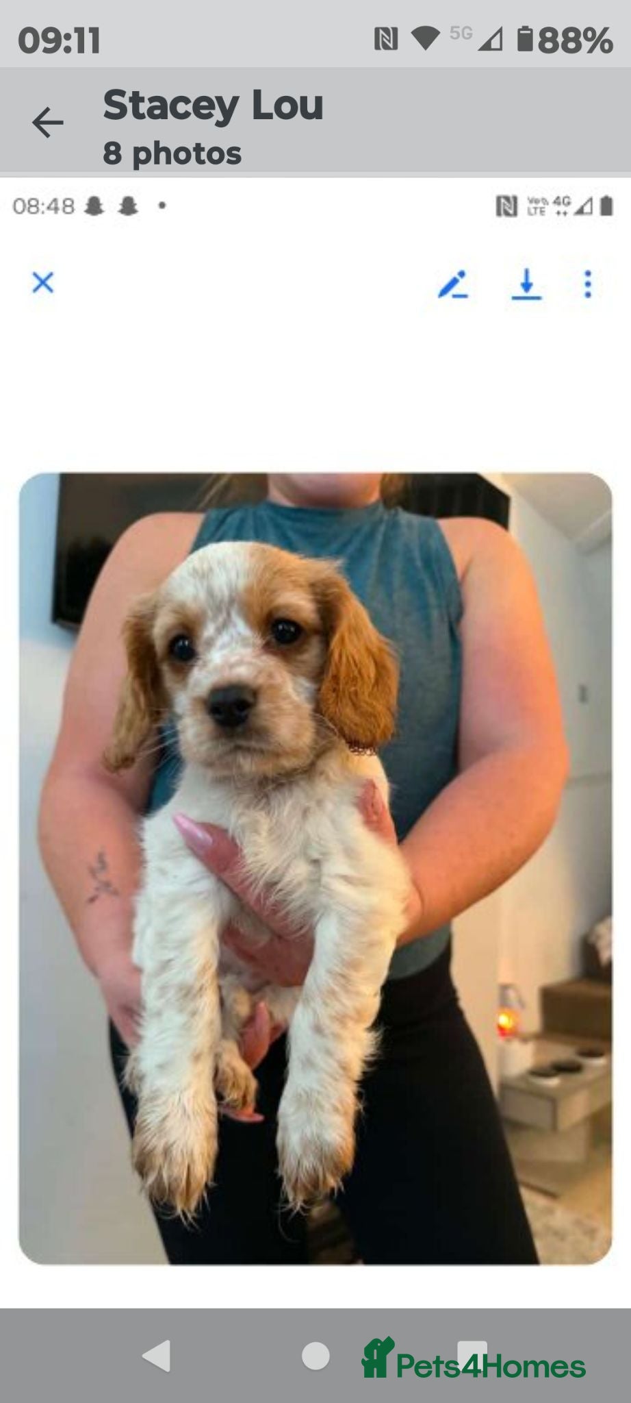 Mixed Breed dogs Cavalier x cockapoo - Advert 2