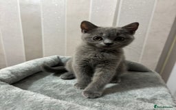 British Shorthair cats for sale: Stunning chunky British shorthair kittens GCCF Reg - Image 36