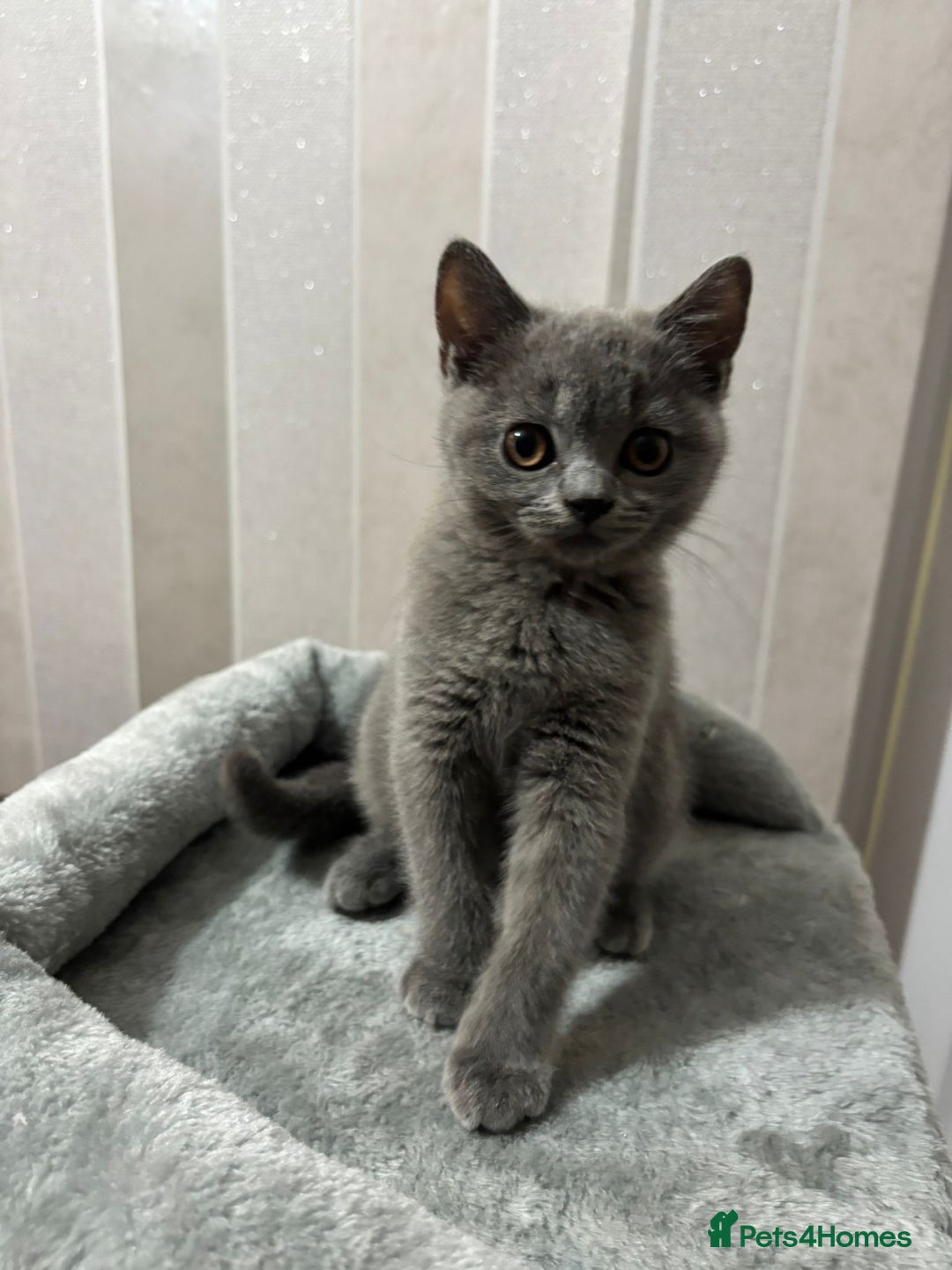 British Shorthair cats for sale: Stunning chunky British shorthair kittens GCCF Reg - Image 36
