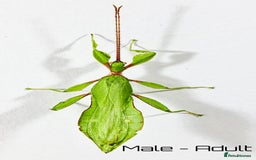 Stick Insects invertebrates for sale: Two mixed color nymphs Phyllium Leaf stick insects - Image 6