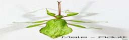 Stick Insects invertebrates for sale: Two mixed color nymphs Phyllium Leaf stick insects - Advert 6