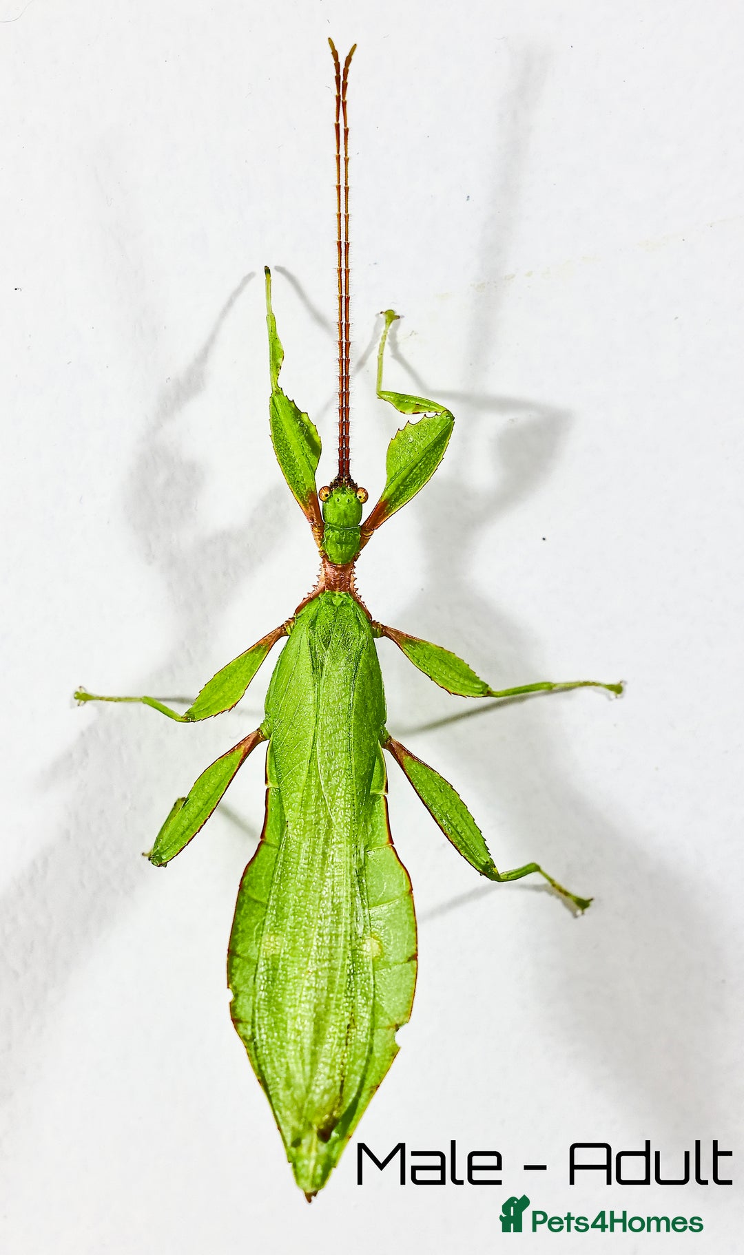 Stick Insects invertebrates for sale: Two mixed color nymphs Phyllium Leaf stick insects - Image 6