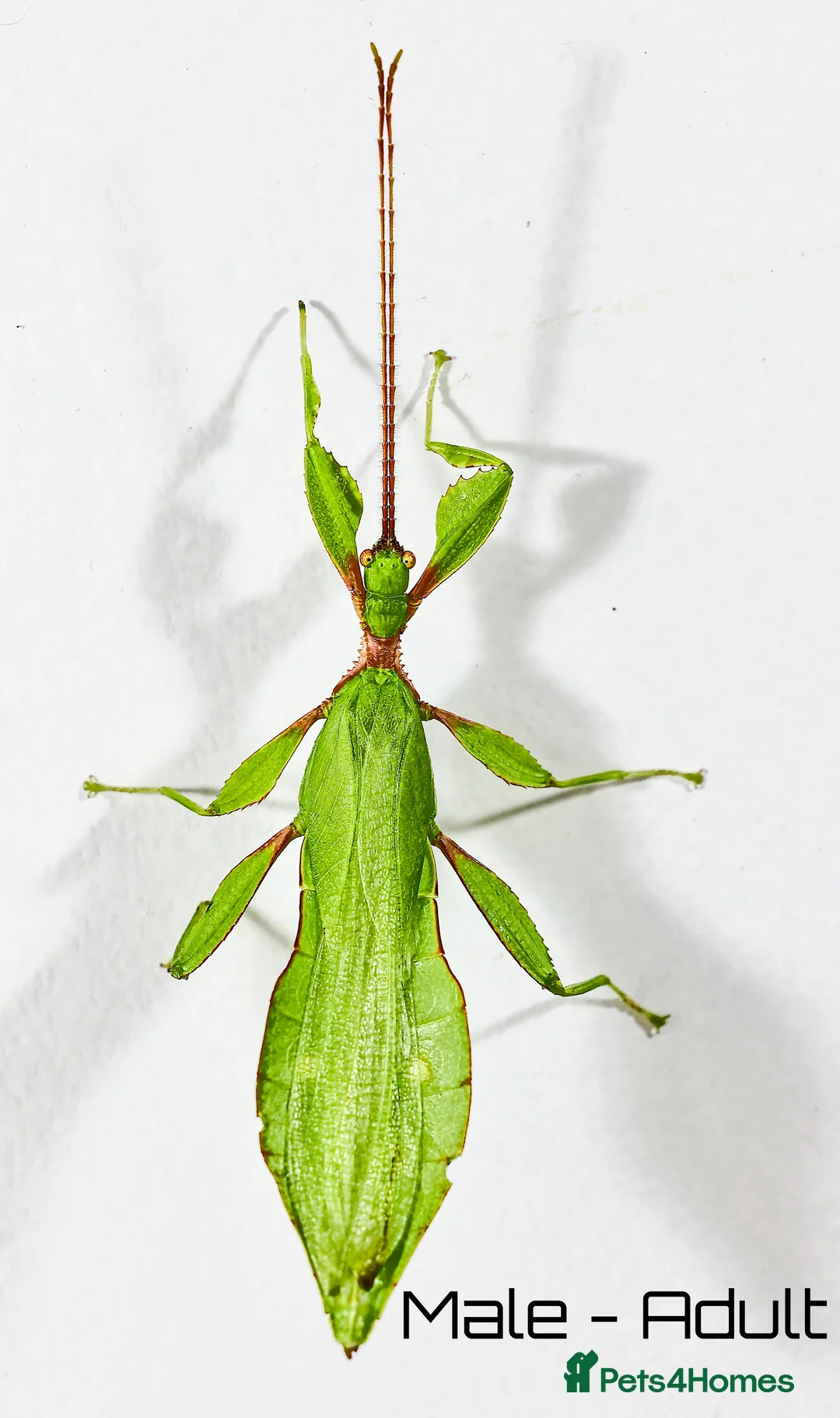 Stick Insects invertebrates for sale: Two mixed color nymphs Phyllium Leaf stick insects - Advert 6