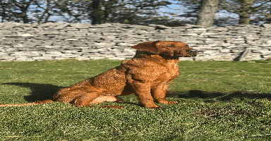 Labrador Retriever dogs ✨PROVEN FULLY HEALTH TESTED WORKING RED LABRADOR✨ in Hawes - Advert 12