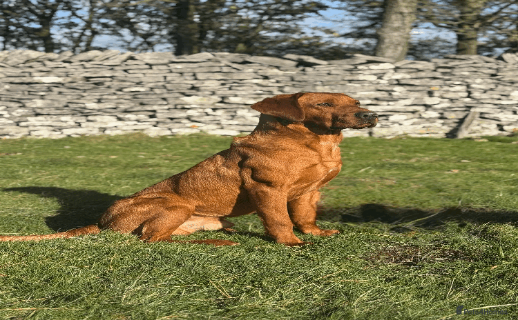 Labrador Retriever dogs in Hawes - Advert 13