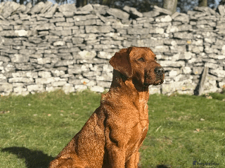 Labrador Retriever dogs in Hawes - Advert 20