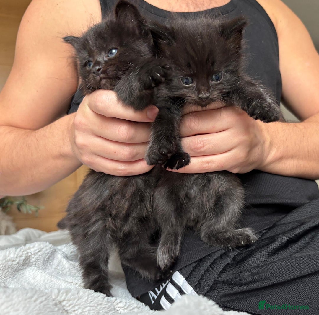 British Longhair cats for sale: Affectionate, black Siberian-mix kitten - Image 6