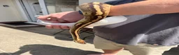 Python Snake reptiles for sale: X2 Ball Pythons in Waterlooville - Advert 3