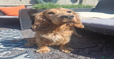 Cockapoo dogs in Ruthin - Advert 3