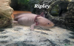 Other/Mixed Breed fish for sale: 4x axolotles - Advert 2
