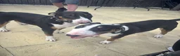 English Bull Terrier dogs for stud: Tri coloured bull terrier for studding (CHAOS) - Advert 5