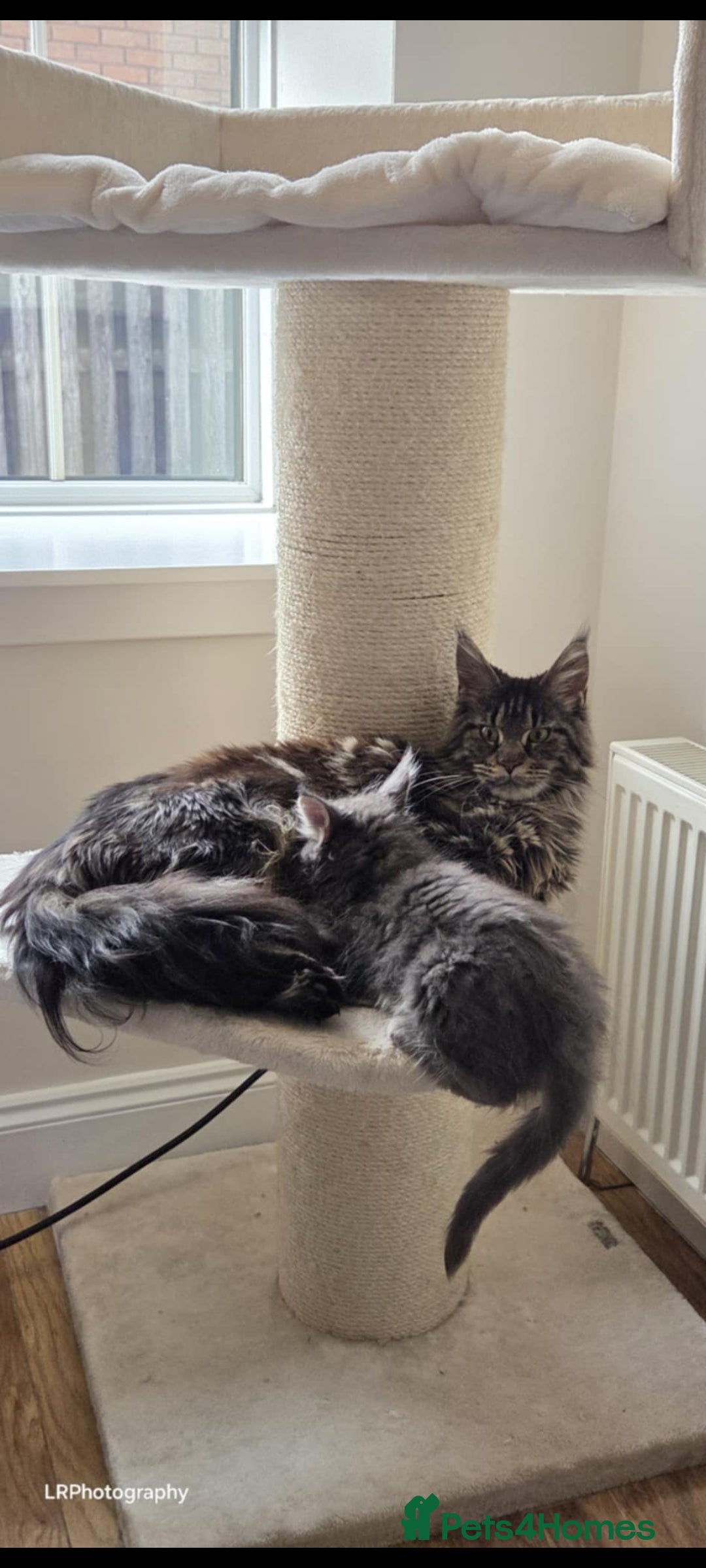 Maine Coon cats for sale: TICA REGISTERED MAINE COONS - Advert 17