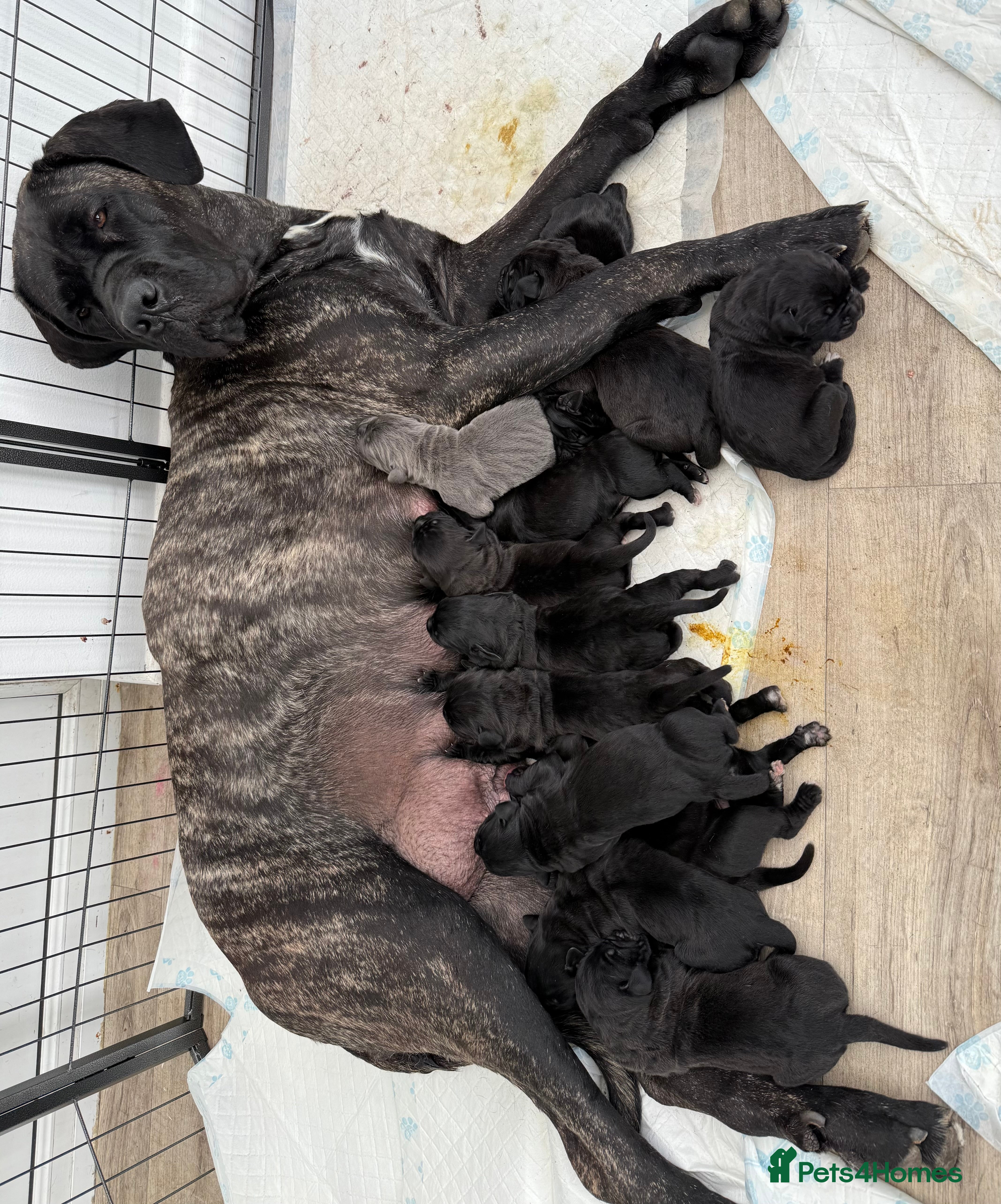 Cane Corso dogs Cane corso puppies  - Advert 14