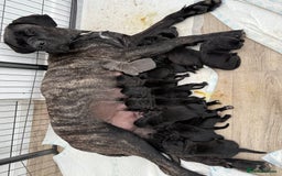 Cane Corso dogs for sale: Cane corso puppies  - Image 2