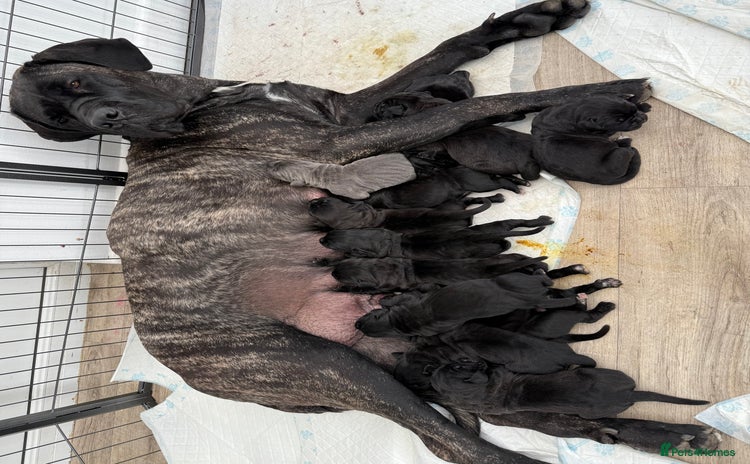 Cane Corso dogs - Advert 2