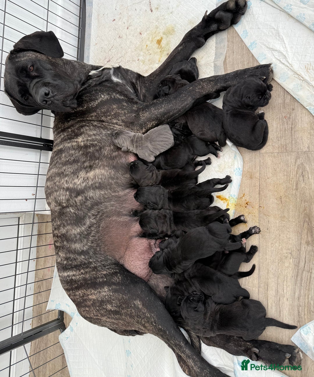Cane Corso dogs for sale: Cane corso puppies  - Image 2